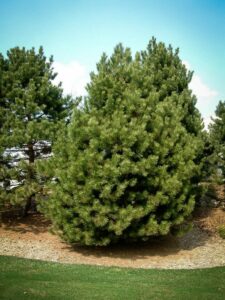 Сосна Чёрная (Pinus Nigra) купить по цене от 270.00р. в интернет-магазине «Посадика» с доставкой почтой в в Уваровое и по всей России – [изображение №1].