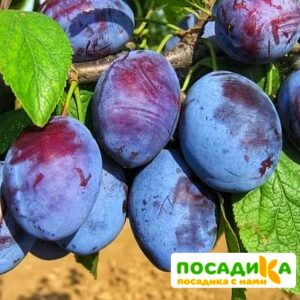 Слива Чачакская ранняя купить по цене от 229.00р. в интернет-магазине «Посадика» с доставкой почтой в в Уваровое и по всей России – [изображение №1].