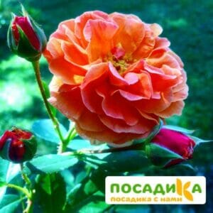 Роза Арабия купить по цене от 350.00р. в интернет-магазине «Посадика» с доставкой почтой в в Уваровое и по всей России – [изображение №1].