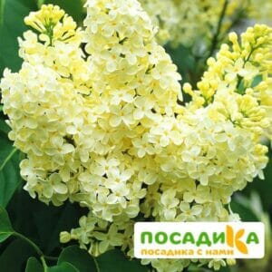 Сирень Примроуз (Primrose) купить по цене от 529.00р. в интернет-магазине «Посадика» с доставкой почтой в в Уваровое и по всей России – [изображение №1].