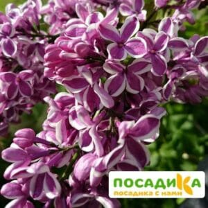 Сирень Сенсация купить по цене от 529.00р. в интернет-магазине «Посадика» с доставкой почтой в в Уваровое и по всей России – [изображение №1].