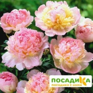 Пион Распберри Сандей (Paeonia Raspberry Sundae) купить по цене от 959р. в интернет-магазине «Посадика» с доставкой почтой в в Уваровое и по всей России – [изображение №1].