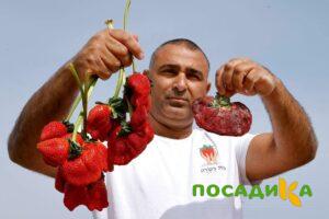 Клубника Гигант Джорнея купить по цене от 266р. в интернет-магазине «Посадика» с доставкой почтой в в Уваровое и по всей России – [изображение №1].