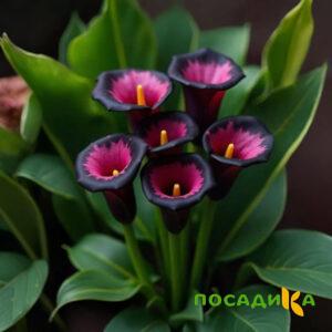 Калла Аура Лейс купить по цене от 400р. в интернет-магазине «Посадика» с доставкой почтой в в Уваровое и по всей России – [изображение №1].