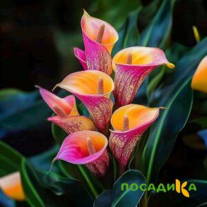 Калла Оникс купить по цене от 450р. в интернет-магазине «Посадика» с доставкой почтой в в Уваровое и по всей России – [изображение №1].