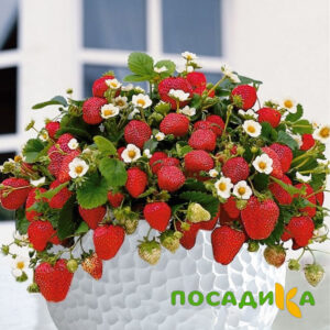 Клубника Рубиновый Шепот (горшечная) купить по цене от 240р. в интернет-магазине «Посадика» с доставкой почтой в в Уваровое и по всей России – [изображение №1].