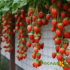 Клубника вьющаяся Комплимент купить по цене от 470р. в интернет-магазине «Посадика» с доставкой почтой в в Уваровое и по всей России – [изображение №1].