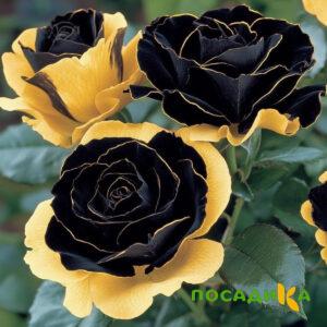 Роза Ханни Сикл купить по цене от 700р. в интернет-магазине «Посадика» с доставкой почтой в в Уваровое и по всей России – [изображение №1].