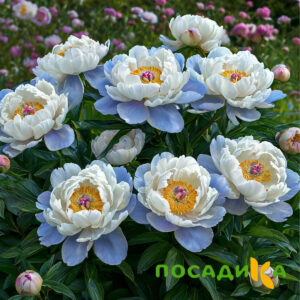 Пион акварельный Этюд купить по цене от 806р. в интернет-магазине «Посадика» с доставкой почтой в в Уваровое и по всей России – [изображение №1].