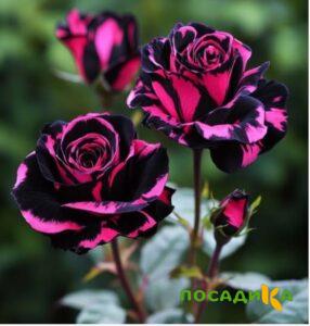 Роза Багровый Шепот купить по цене от 366р. в интернет-магазине «Посадика» с доставкой почтой в в Уваровое и по всей России – [изображение №1].