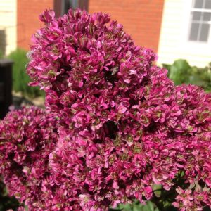 Флокс Филингс купить по цене от 329р. в интернет-магазине «Посадика» с доставкой почтой в в Уваровое и по всей России – [изображение №1].