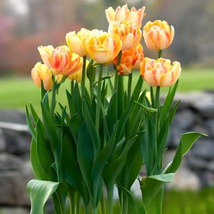 Тюльпан Верона Санрайз купить по цене от 280р. в интернет-магазине «Посадика» с доставкой почтой в в Уваровое и по всей России – [изображение №1].