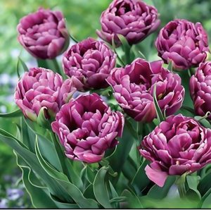 Тюльпан Айс Крим купить по цене от 430р. в интернет-магазине «Посадика» с доставкой почтой в в Уваровое и по всей России – [изображение №1].