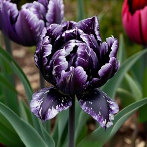 Тюльпан Индиго купить по цене от 600р. в интернет-магазине «Посадика» с доставкой почтой в в Уваровое и по всей России – [изображение №1].