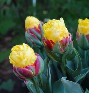 Тюльпан Айс Крим Банана купить по цене от 360р. в интернет-магазине «Посадика» с доставкой почтой в в Уваровое и по всей России – [изображение №1].