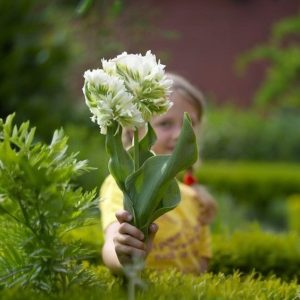 Тюльпан Супер Пэррот купить по цене от 360р. в интернет-магазине «Посадика» с доставкой почтой в в Уваровое и по всей России – [изображение №1].