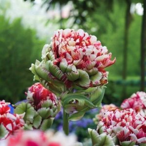 Тюльпан Дабл Флеминг Берд купить по цене от 249р. в интернет-магазине «Посадика» с доставкой почтой в в Уваровое и по всей России – [изображение №1].