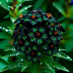 Флокс Ривьера купить по цене от 299р. в интернет-магазине «Посадика» с доставкой почтой в в Уваровое и по всей России – [изображение №1].