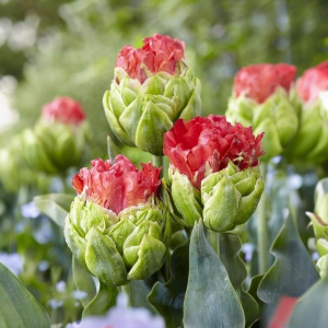 Тюльпан Бычий Глаз купить по цене от 275р. в интернет-магазине «Посадика» с доставкой почтой в в Уваровое и по всей России – [изображение №1].