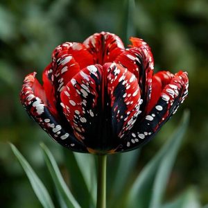 Тюльпан Вельвет Файер купить по цене от 394р. в интернет-магазине «Посадика» с доставкой почтой в в Уваровое и по всей России – [изображение №1].