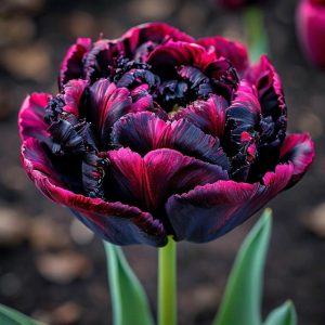 Тюльпан Фламинго купить по цене от 500р. в интернет-магазине «Посадика» с доставкой почтой в в Уваровое и по всей России – [изображение №1].