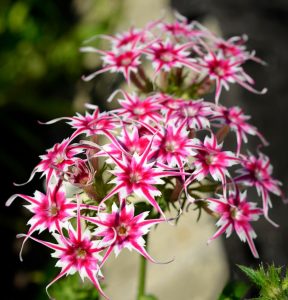 Флокс Метельчатый Путь купить по цене от 456р. в интернет-магазине «Посадика» с доставкой почтой в в Уваровое и по всей России – [изображение №1].