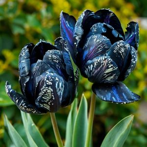 Тюльпан Блю Фог купить по цене от 500р. в интернет-магазине «Посадика» с доставкой почтой в в Уваровое и по всей России – [изображение №1].