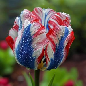 Тюльпан Ремс Сенсейшн купить по цене от 219р. в интернет-магазине «Посадика» с доставкой почтой в в Уваровое и по всей России – [изображение №1].