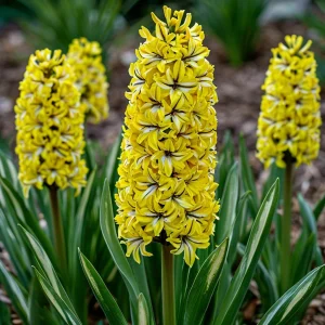 Гиацинт Сансет Голд купить по цене от 2099р. в интернет-магазине «Посадика» с доставкой почтой в в Уваровое и по всей России – [изображение №1].