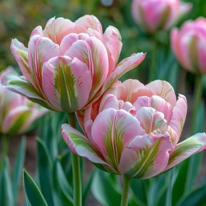 Тюльпан Аврора Принцес купить по цене от 345р. в интернет-магазине «Посадика» с доставкой почтой в в Уваровое и по всей России – [изображение №1].