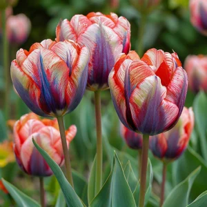 Тюльпан Эбисан Грэйс купить по цене от 217р. в интернет-магазине «Посадика» с доставкой почтой в в Уваровое и по всей России – [изображение №1].