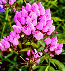 Флокс Бутоник купить по цене от 461р. в интернет-магазине «Посадика» с доставкой почтой в в Уваровое и по всей России – [изображение №1].