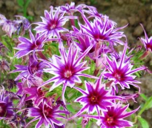 Флокс Звездное Кружево купить по цене от 361р. в интернет-магазине «Посадика» с доставкой почтой в в Уваровое и по всей России – [изображение №1].