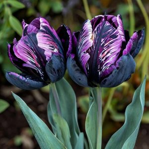 Тюльпан Блэк Каньон купить по цене от 305р. в интернет-магазине «Посадика» с доставкой почтой в в Уваровое и по всей России – [изображение №1].