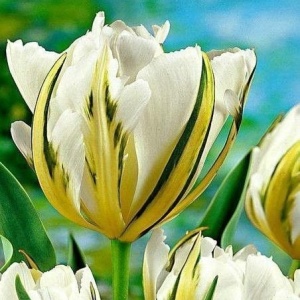 Тюльпан Экзотик Пуруссима купить по цене от 305р. в интернет-магазине «Посадика» с доставкой почтой в в Уваровое и по всей России – [изображение №1].