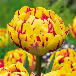 Тюльпан махровый Голден Ницц купить по цене от 361р. в интернет-магазине «Посадика» с доставкой почтой в в Уваровое и по всей России – [изображение №1].