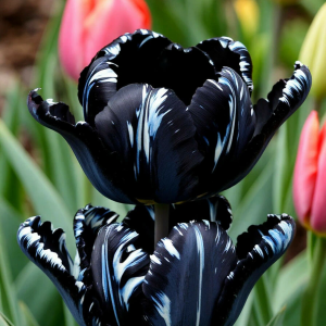 Тюльпан Шелк Нуар купить по цене от 219р. в интернет-магазине «Посадика» с доставкой почтой в в Уваровое и по всей России – [изображение №1].