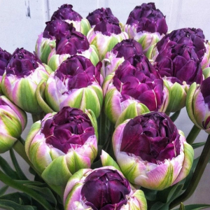 Тюльпан Анаконда купить по цене от 450р. в интернет-магазине «Посадика» с доставкой почтой в в Уваровое и по всей России – [изображение №1].