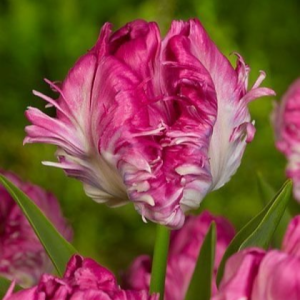 Тюльпан махровый Кул Кристал купить по цене от 400р. в интернет-магазине «Посадика» с доставкой почтой в в Уваровое и по всей России – [изображение №1].