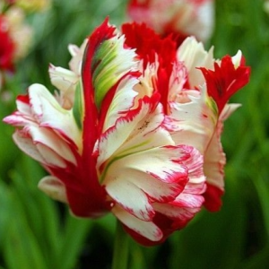 Тюльпан Эстелла Рижнвельд купить по цене от 500р. в интернет-магазине «Посадика» с доставкой почтой в в Уваровое и по всей России – [изображение №1].