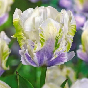 Тюльпан Уайт Лизарт купить по цене от 360р. в интернет-магазине «Посадика» с доставкой почтой в в Уваровое и по всей России – [изображение №1].