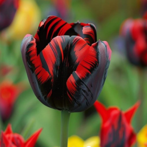 Тюльпан Блэк Перрот купить по цене от 351р. в интернет-магазине «Посадика» с доставкой почтой в в Уваровое и по всей России – [изображение №1].