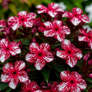 Флокс Ливер Гриммер купить по цене от 590р. в интернет-магазине «Посадика» с доставкой почтой в в Уваровое и по всей России – [изображение №1].