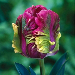 Тюльпан Экзотик Хэвен купить по цене от 186р. в интернет-магазине «Посадика» с доставкой почтой в в Уваровое и по всей России – [изображение №1].