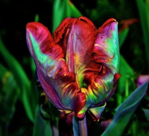 Тюльпан Эирпрайз купить по цене от 270р. в интернет-магазине «Посадика» с доставкой почтой в в Уваровое и по всей России – [изображение №1].