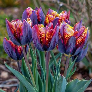 Тюльпан Опал Дрим купить по цене от 207р. в интернет-магазине «Посадика» с доставкой почтой в в Уваровое и по всей России – [изображение №1].